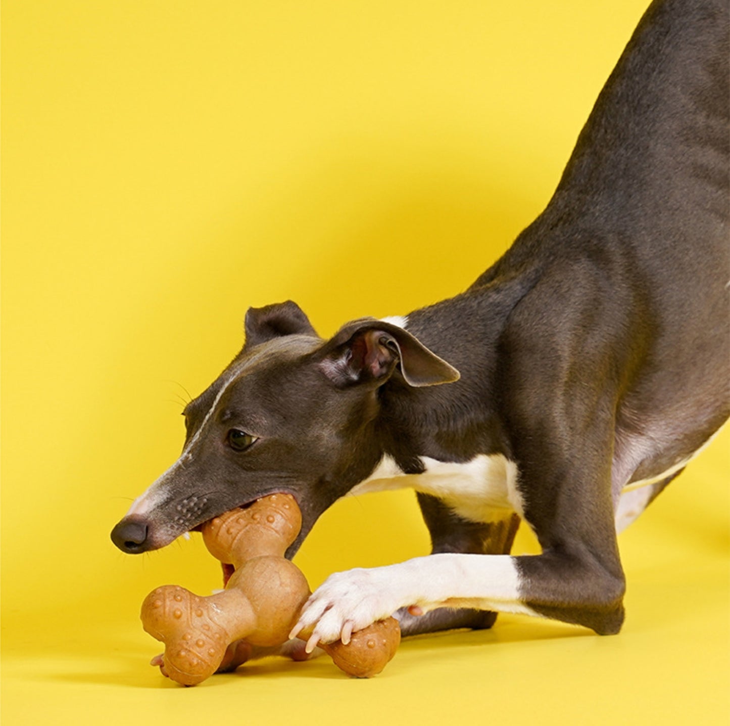 ZeZe Pine Wood Chew Stick – Natural Dental Toy for Dogs - {{product.type}} - PawPawUp