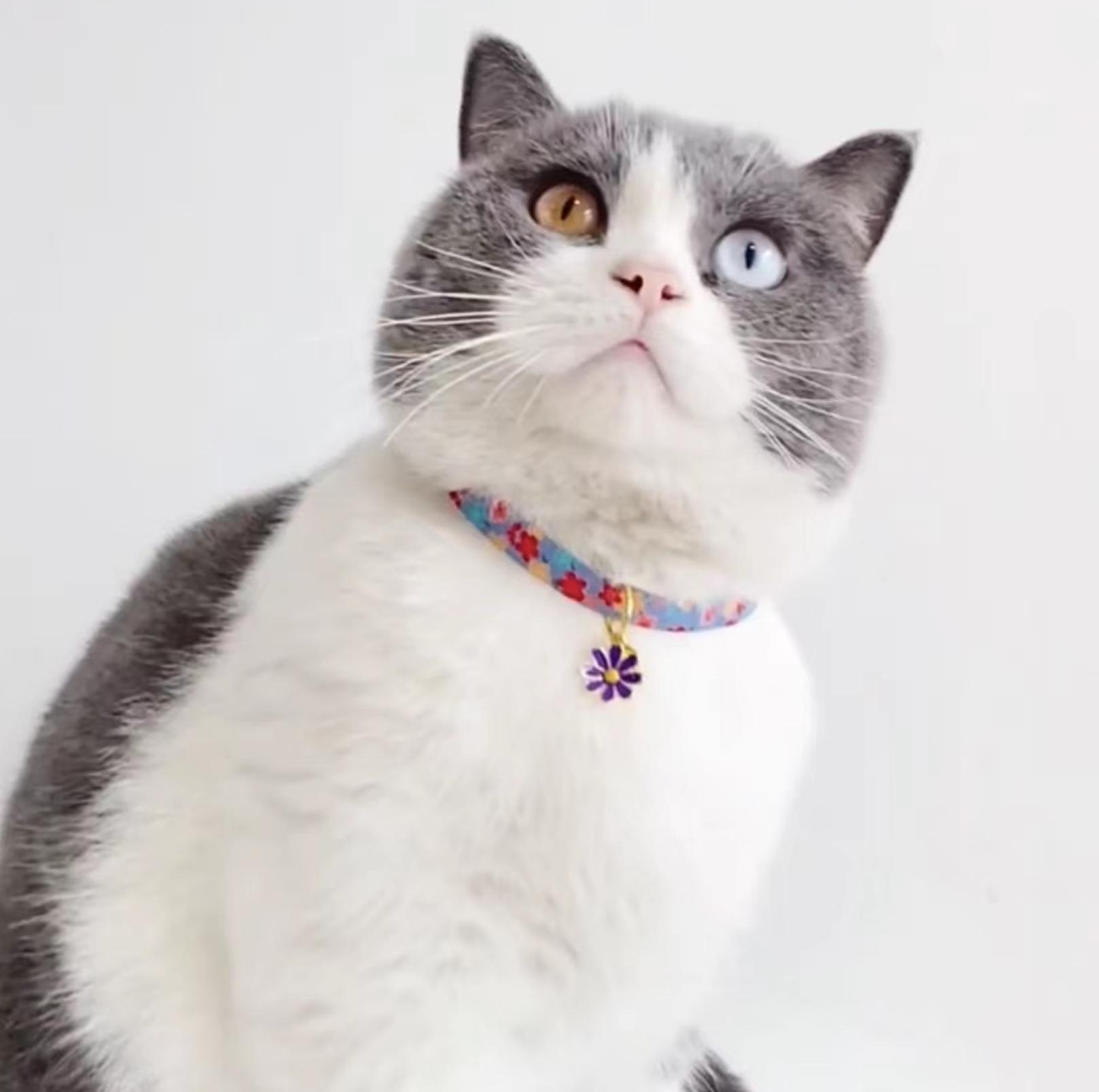 Colourful Daisy Adjustable Pet Collar for Cats and Small Dogs - {{product.type}} - PawPawUp