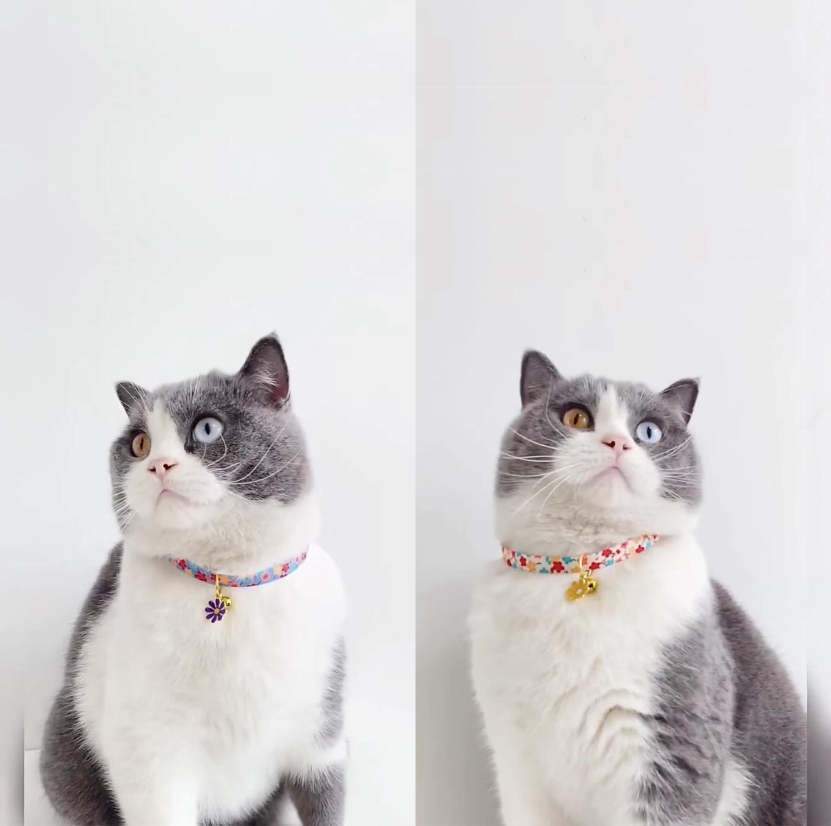 Colourful Daisy Adjustable Pet Collar for Cats and Small Dogs - {{product.type}} - PawPawUp