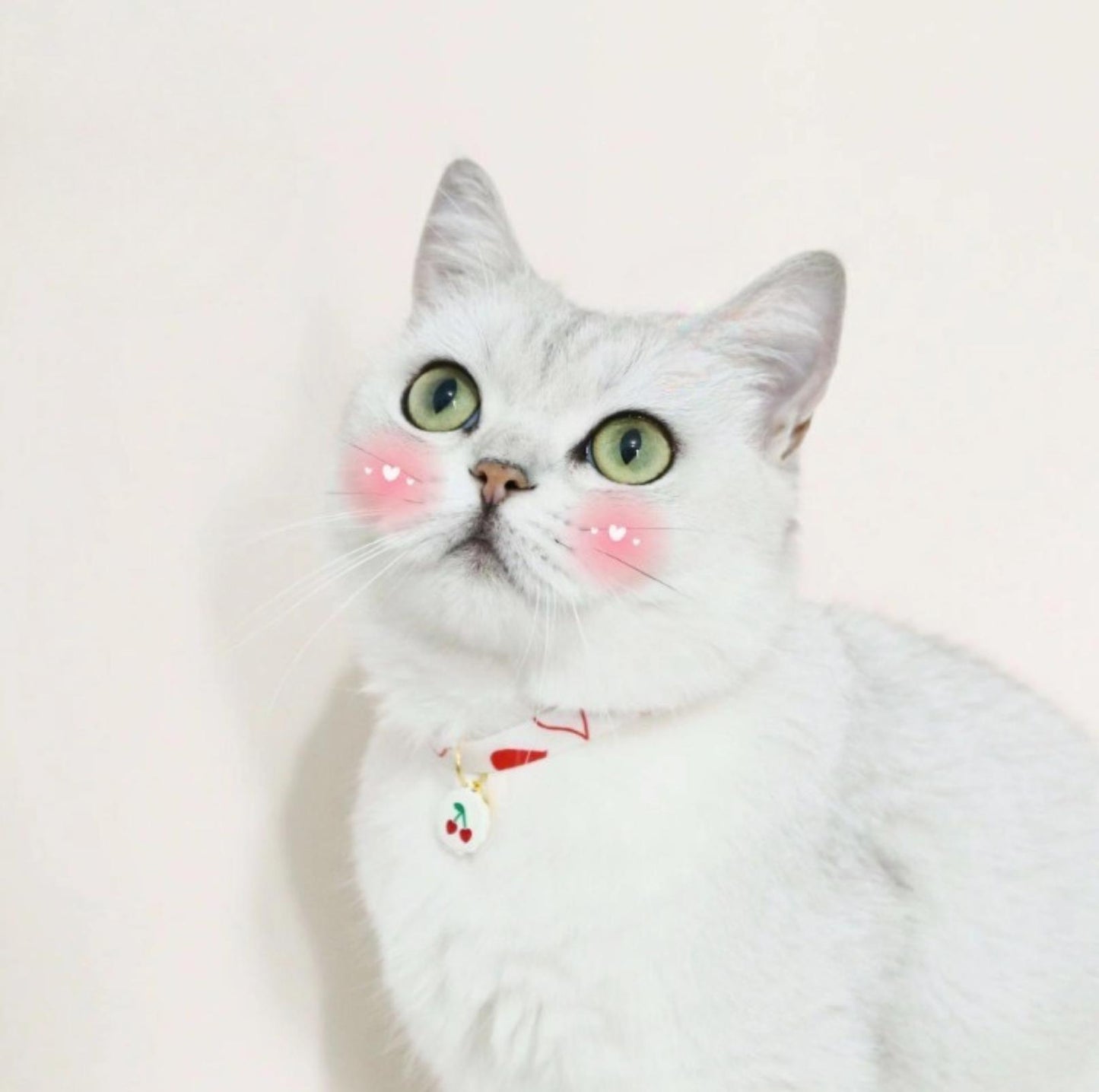 Cute Cherry And Bear Styled Pet Collar - Adjustable Neck Size - {{product.type}} - PawPawUp