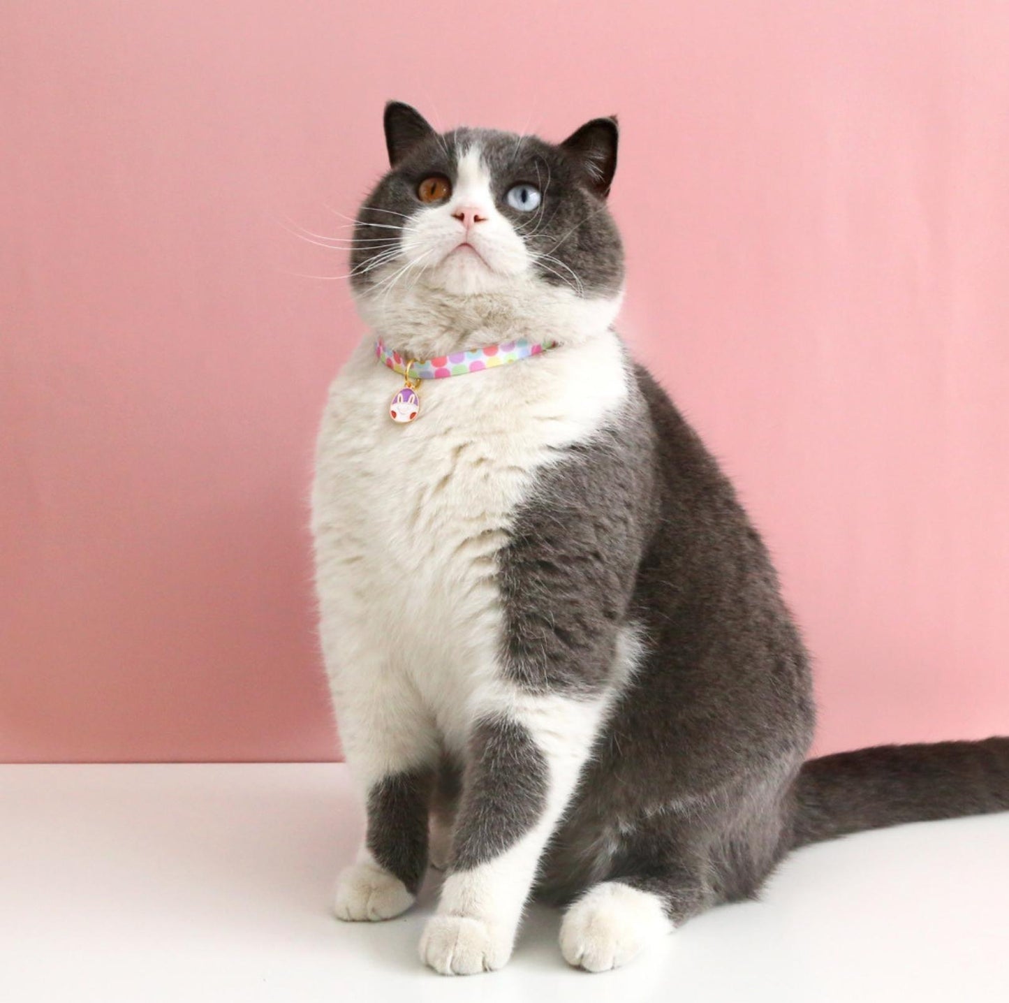 Easter Egg Design Adjustable Pet Collar - {{product.type}} - PawPawUp
