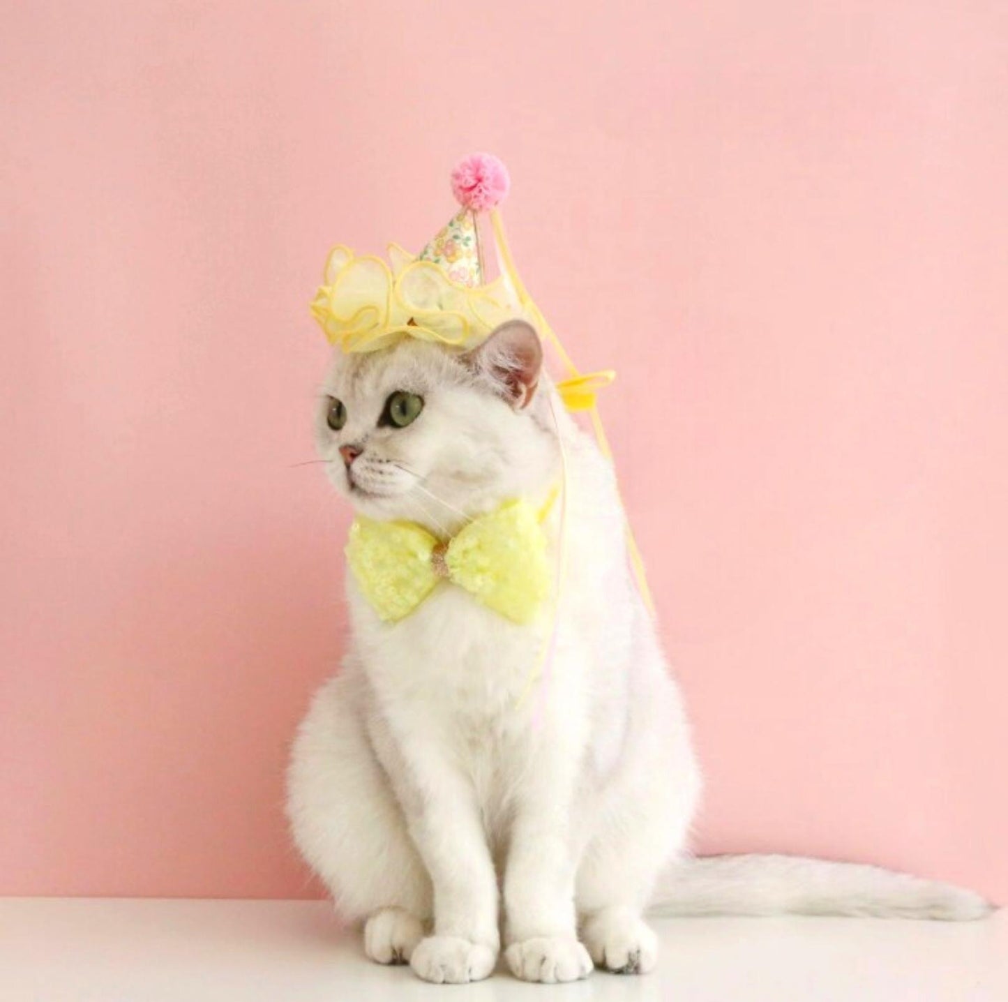 Floral Mesh Lace Accessory Set: Pet Birthday Hat & Bow Tie Combo - {{product.type}} - PawPawUp