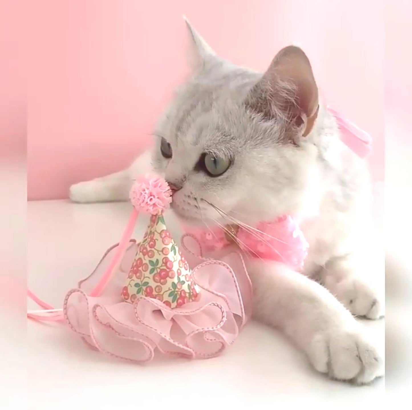 Floral Mesh Lace Accessory Set: Pet Birthday Hat & Bow Tie Combo - {{product.type}} - PawPawUp