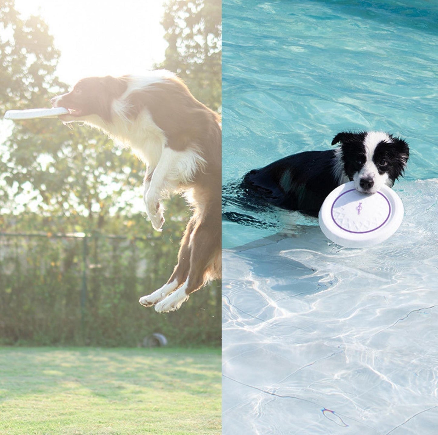 GiGwi Pop-Pals - Everlasting Flying Disc/Ring Dog Toy - {{product.type}} - PawPawUp