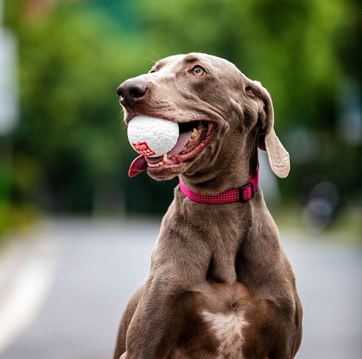 GiGwi Pop Pals - Hybrid Ball Dog Toy - {{product.type}} - PawPawUp