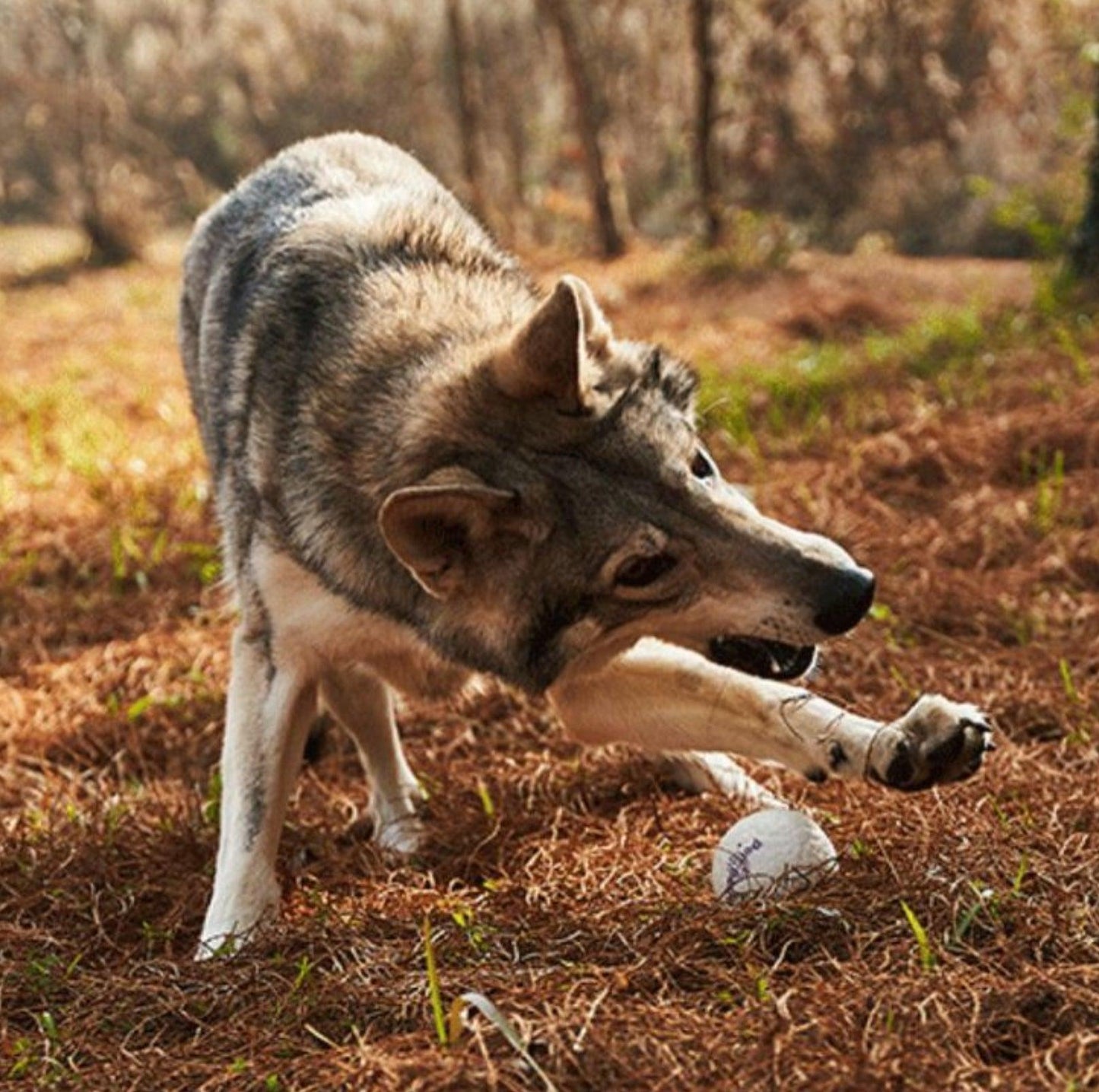 GiGwi Pop Pals - Hybrid Ball Dog Toy - {{product.type}} - PawPawUp