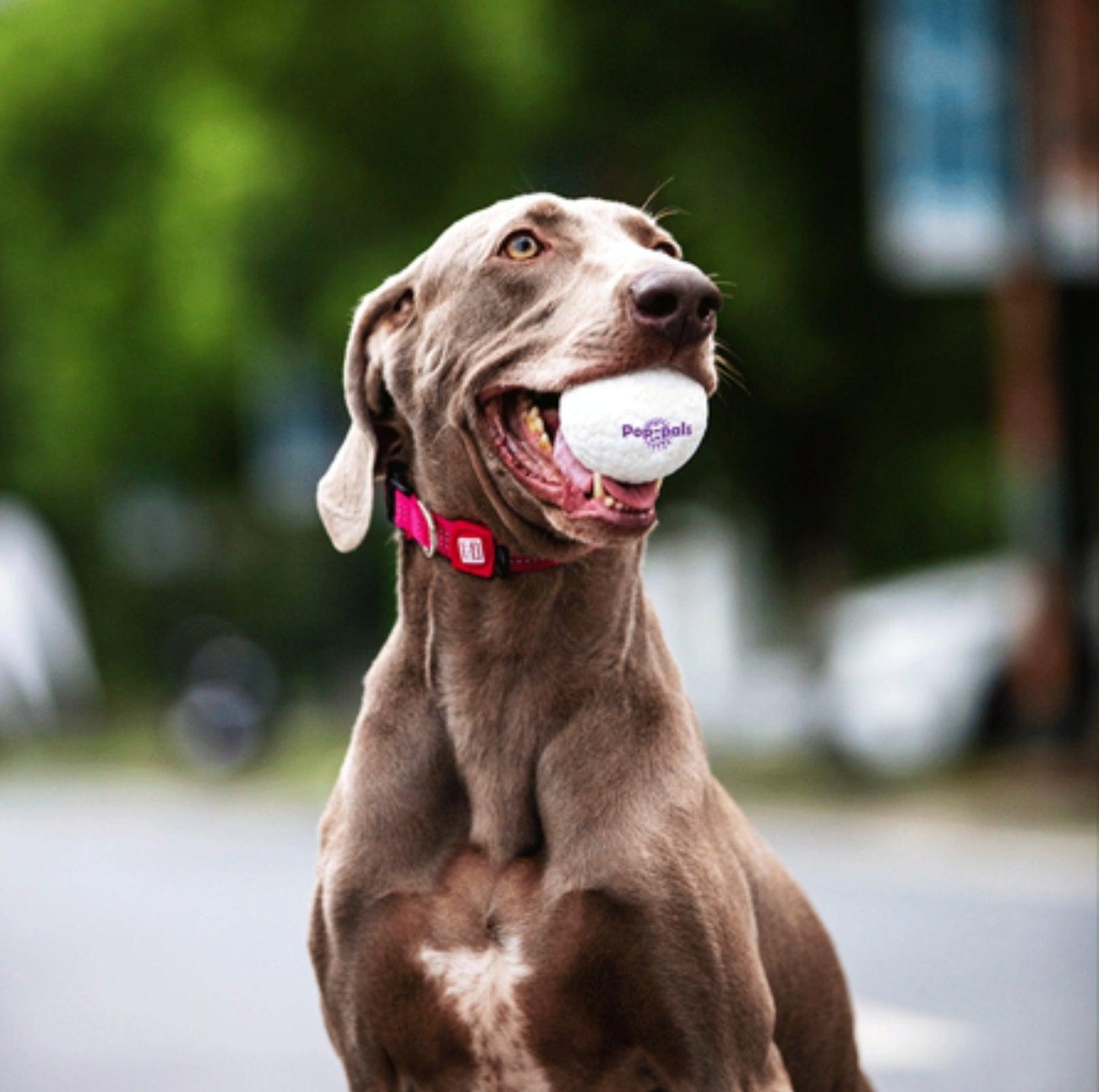 GiGwi Pop Pals - Hybrid Ball Dog Toy - {{product.type}} - PawPawUp