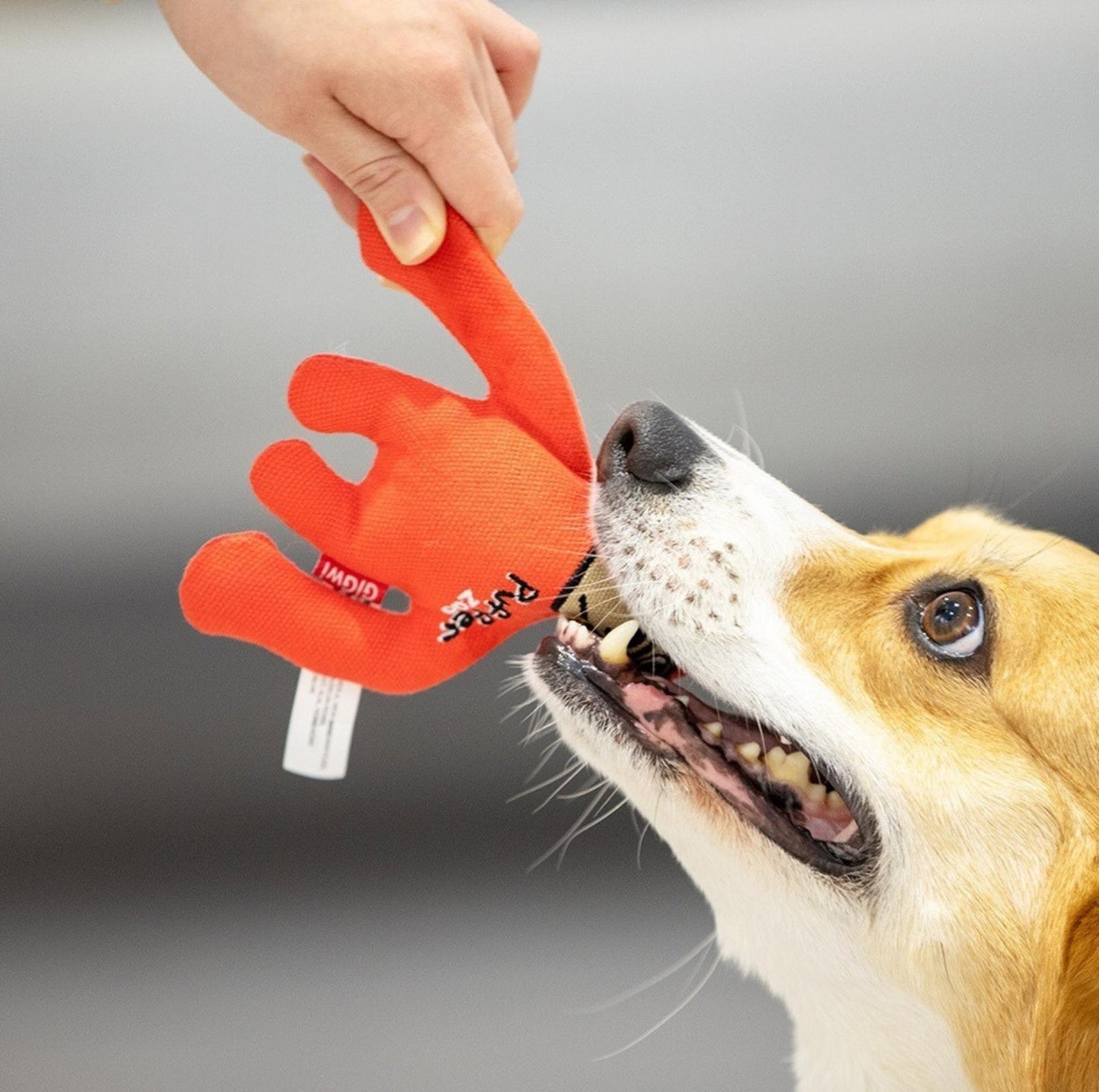 GiGwi Zoo Series - Canvas Tug Dog Toy with Squeaker - {{product.type}} - PawPawUp
