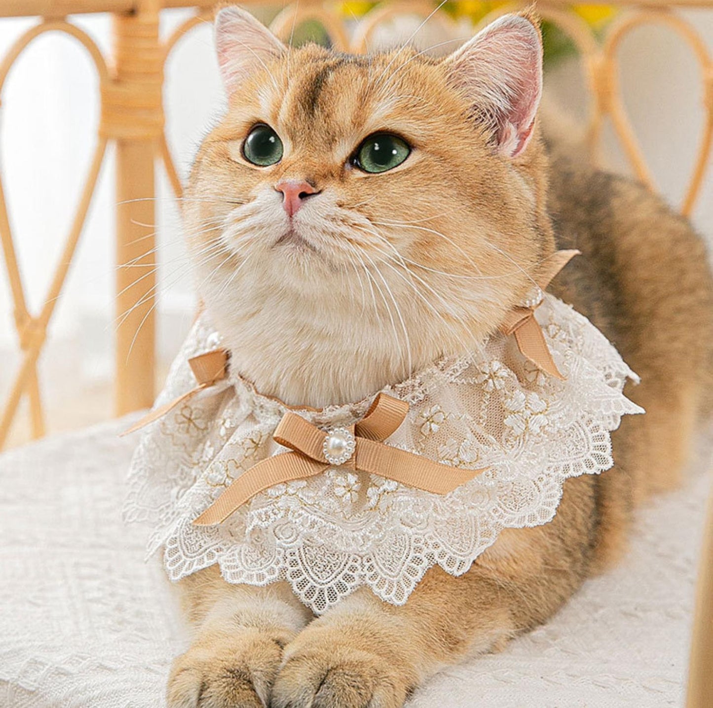 Lace Bib & Floral Necktie for Cats and Dogs - {{product.type}} - PawPawUp