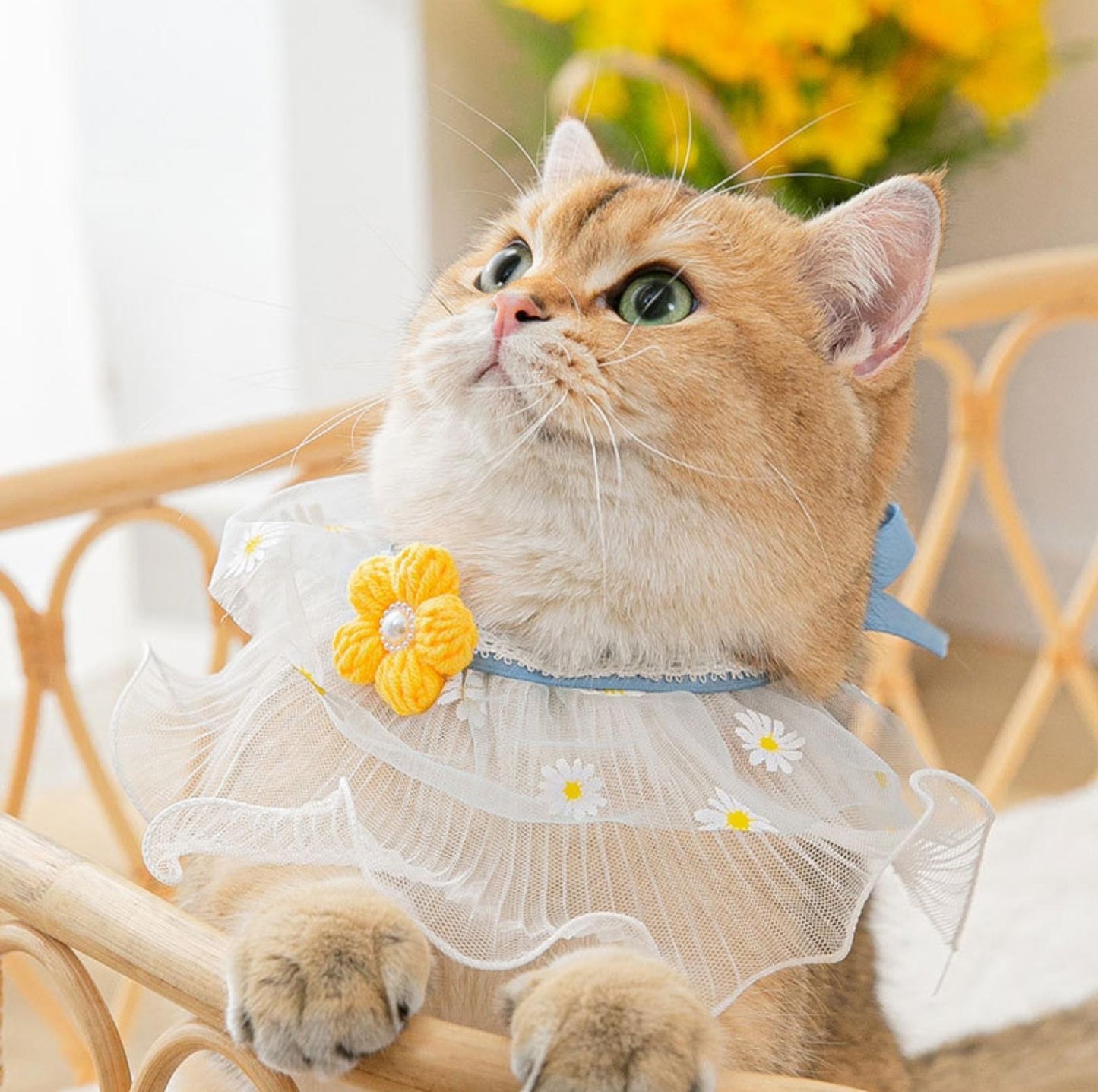 Lace Bib & Floral Necktie for Cats and Dogs - {{product.type}} - PawPawUp