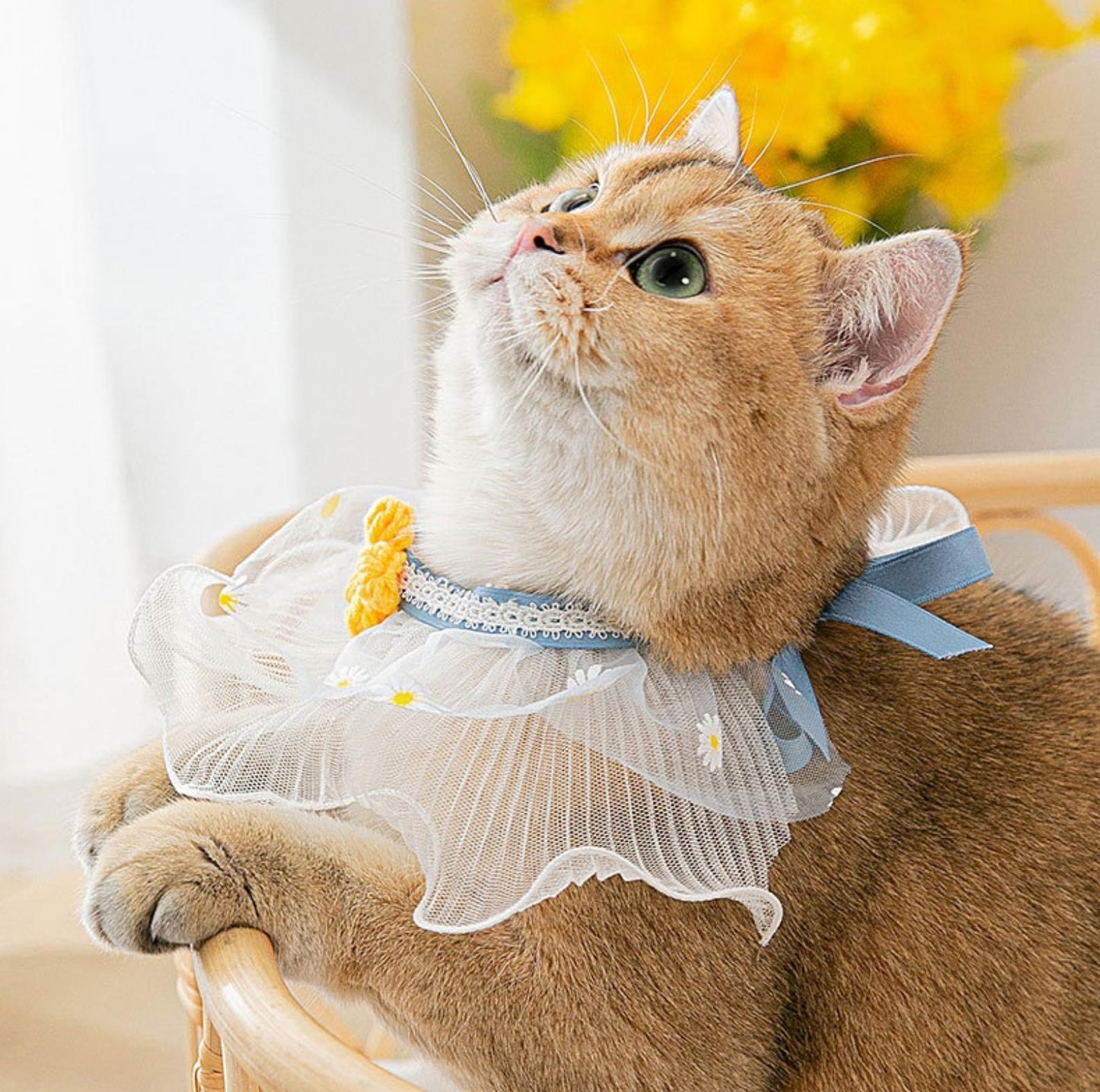 Lace Bib & Floral Necktie for Cats and Dogs - {{product.type}} - PawPawUp