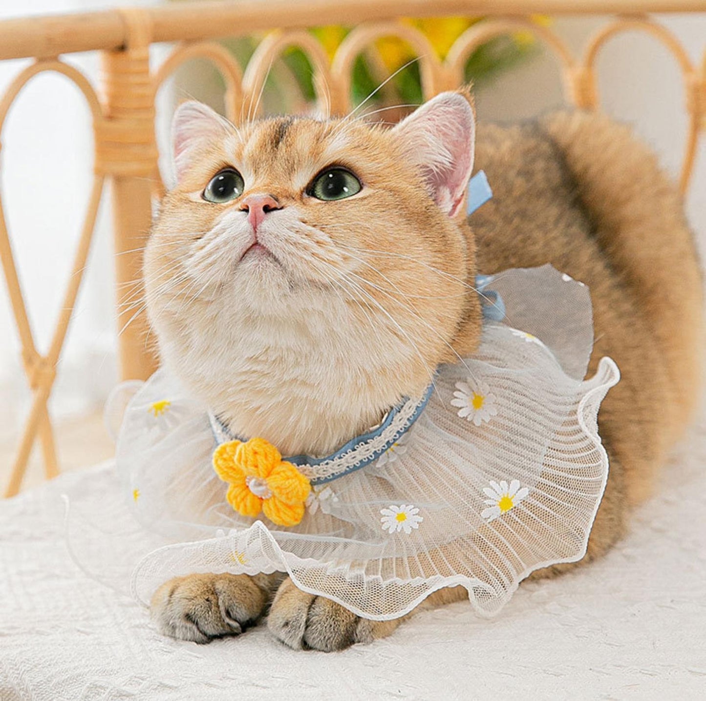 Lace Bib & Floral Necktie for Cats and Dogs - {{product.type}} - PawPawUp