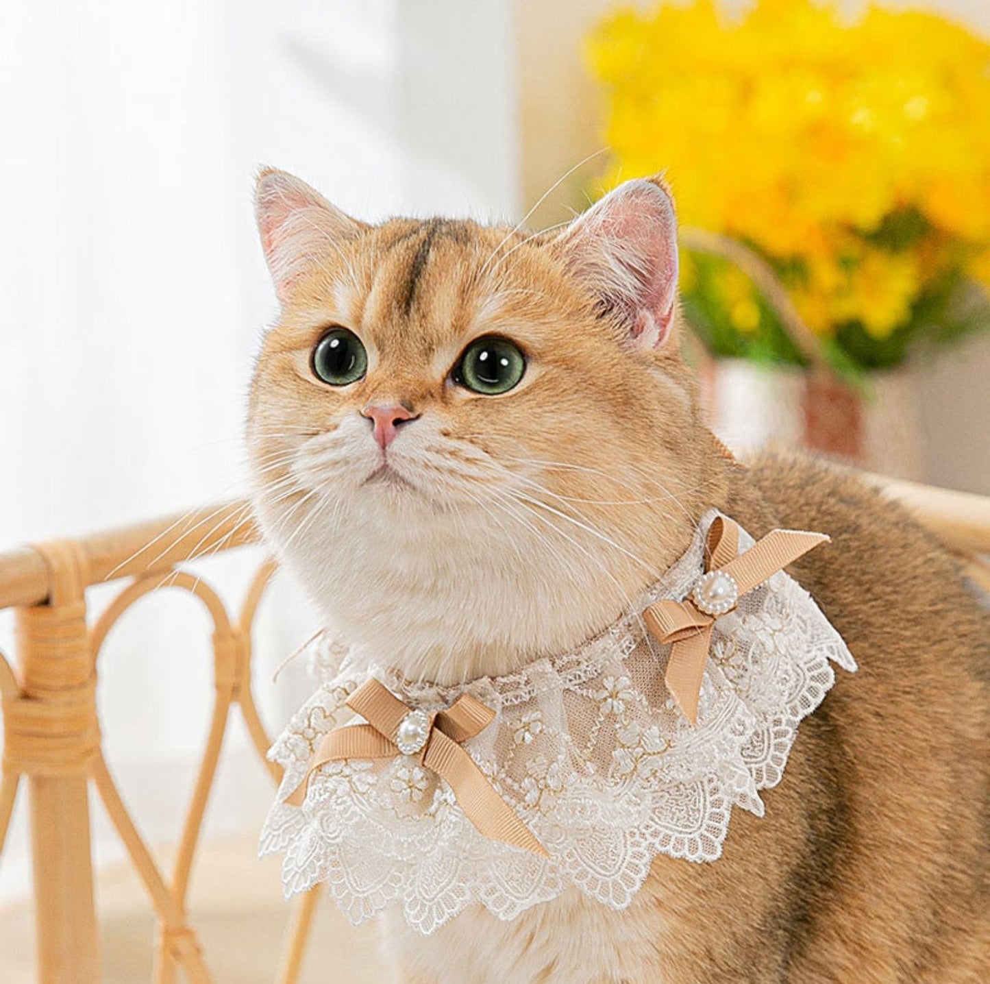 Lace Bib & Floral Necktie for Cats and Dogs - {{product.type}} - PawPawUp