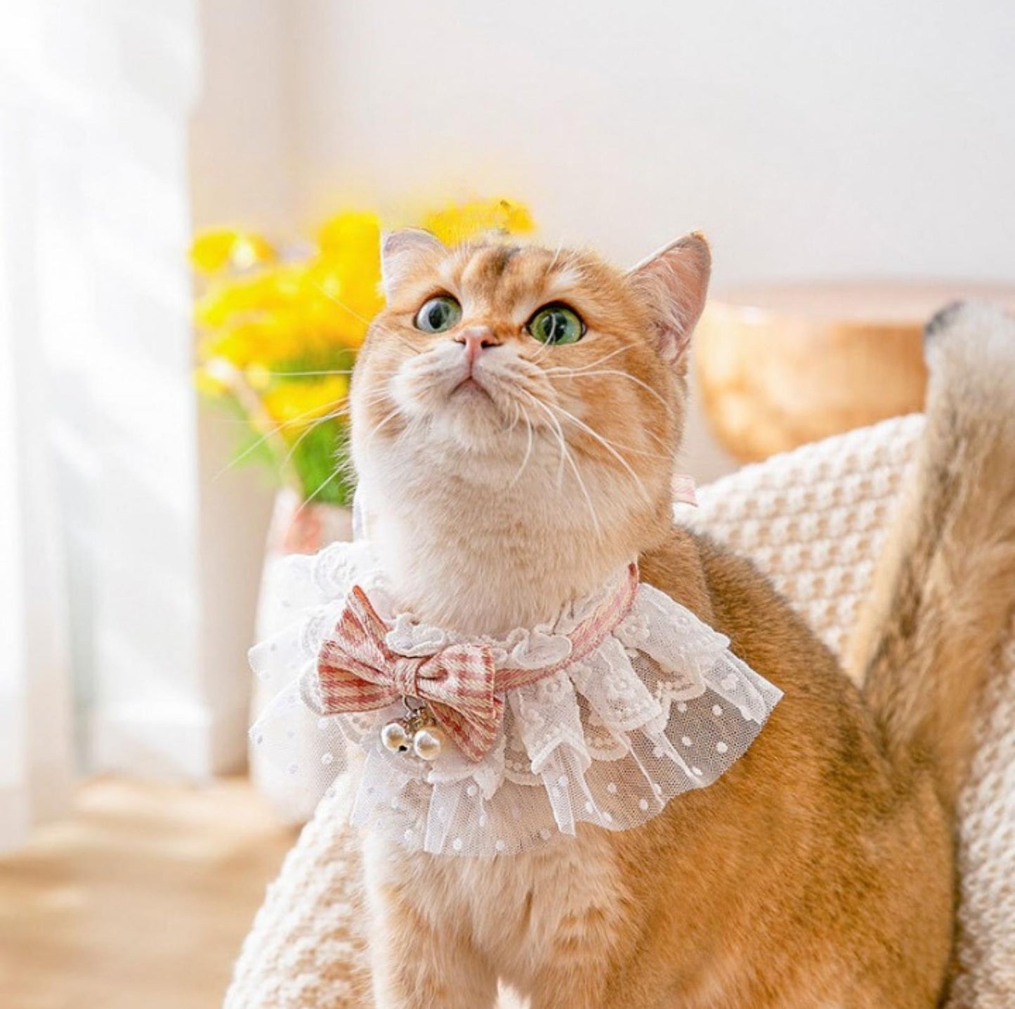Lace-Decorated Plaid Bowtie Pet Bib with Bell - {{product.type}} - PawPawUp