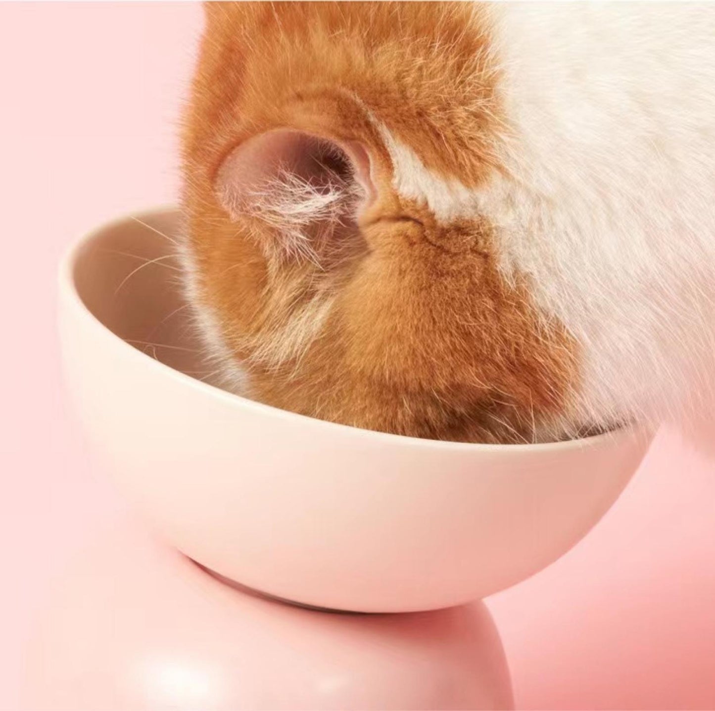 Makesure Sugar Bean Ceramic Double Pet Bowls For Cat and Small Dogs - {{product.type}} - PawPawUp