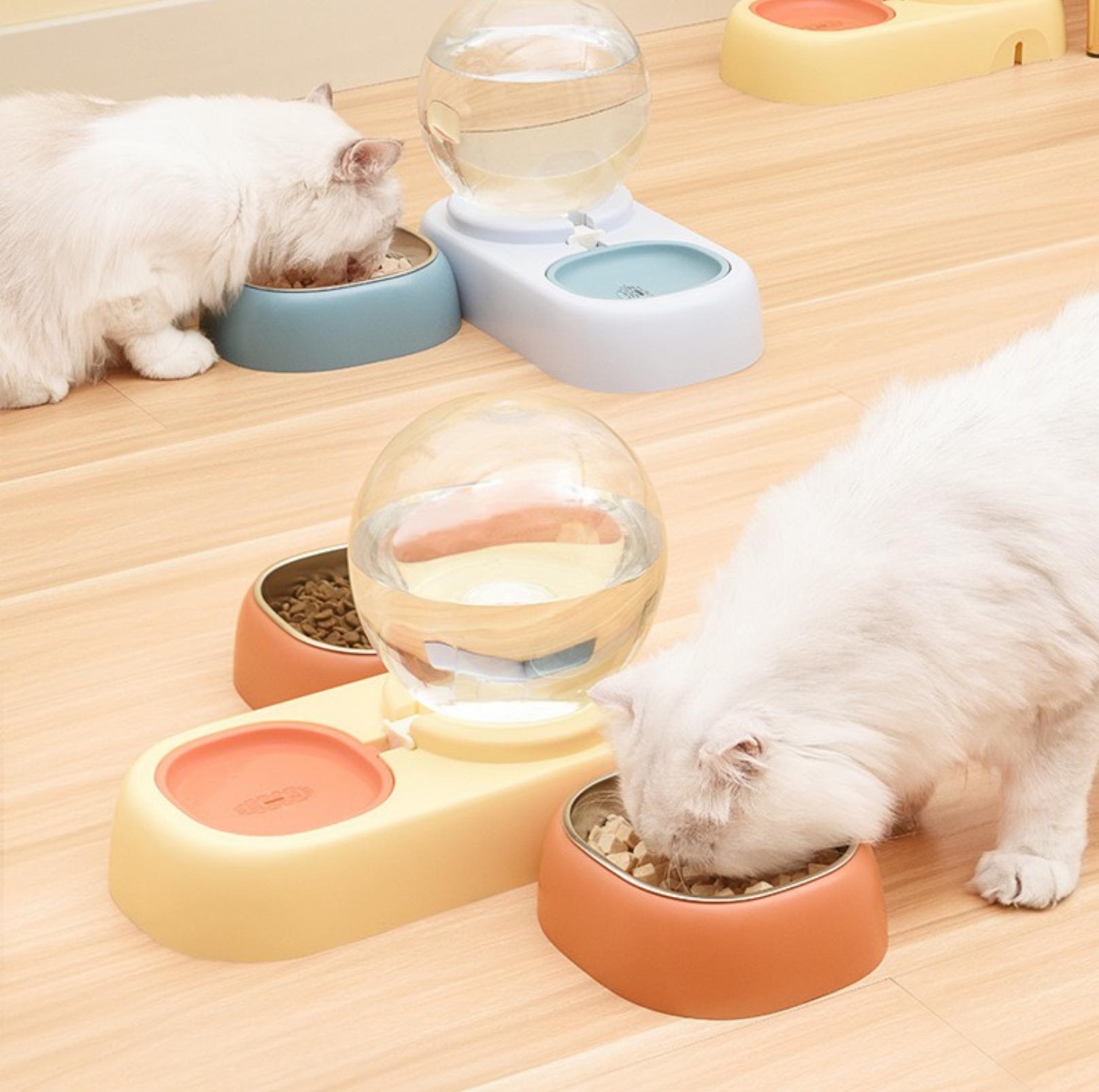 Cat on sale water bowls