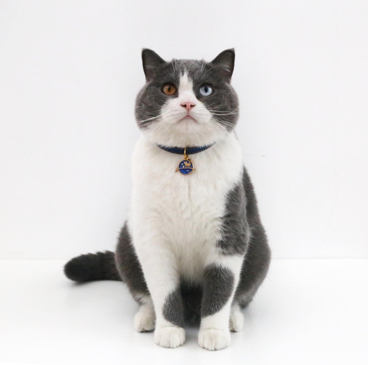 Pet Denim Style Collar - {{product.type}} - PawPawUp