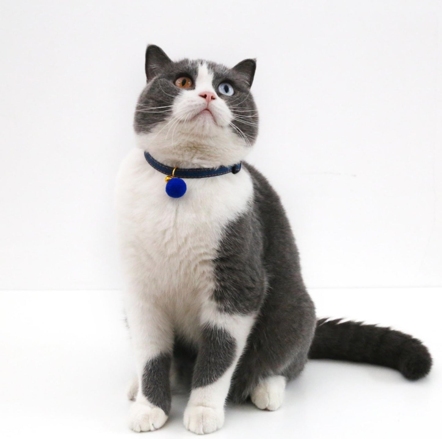 Pet Denim Style Collar - {{product.type}} - PawPawUp