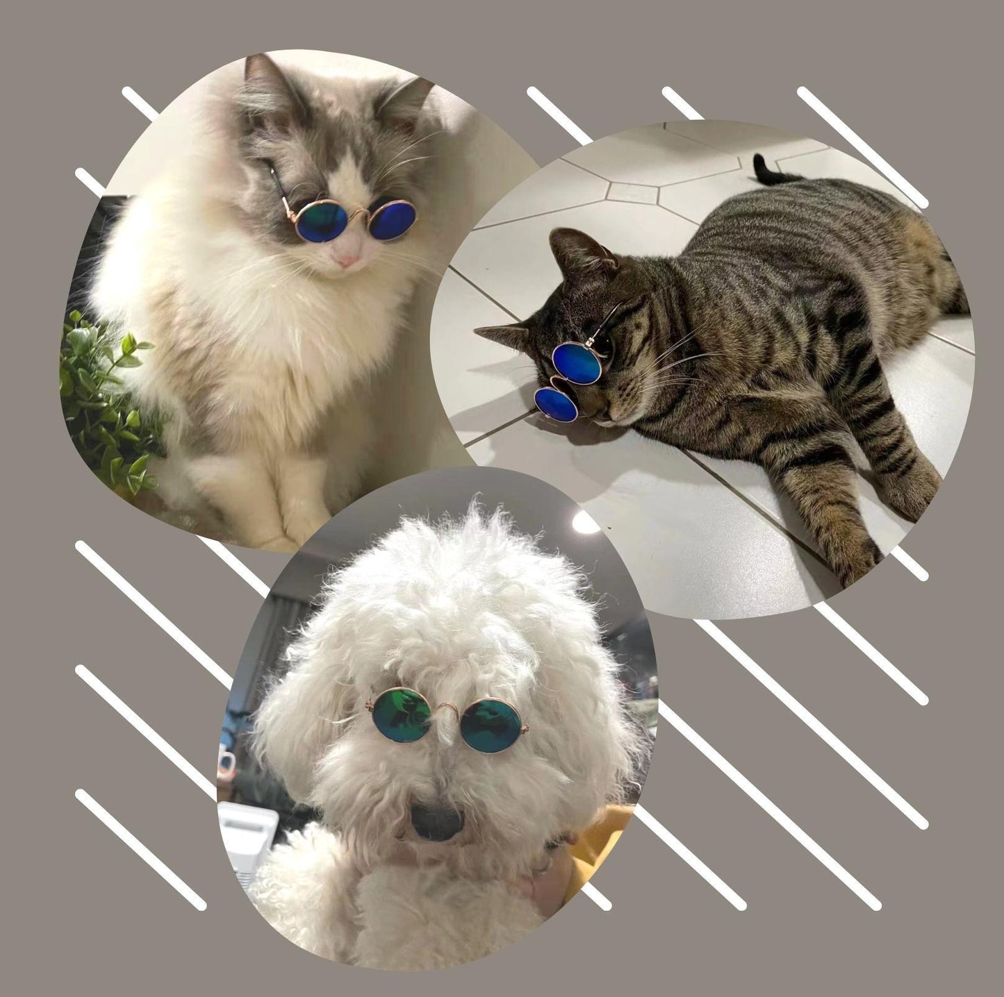 Pet Trendy Sunglasses - {{product.type}} - PawPawUp