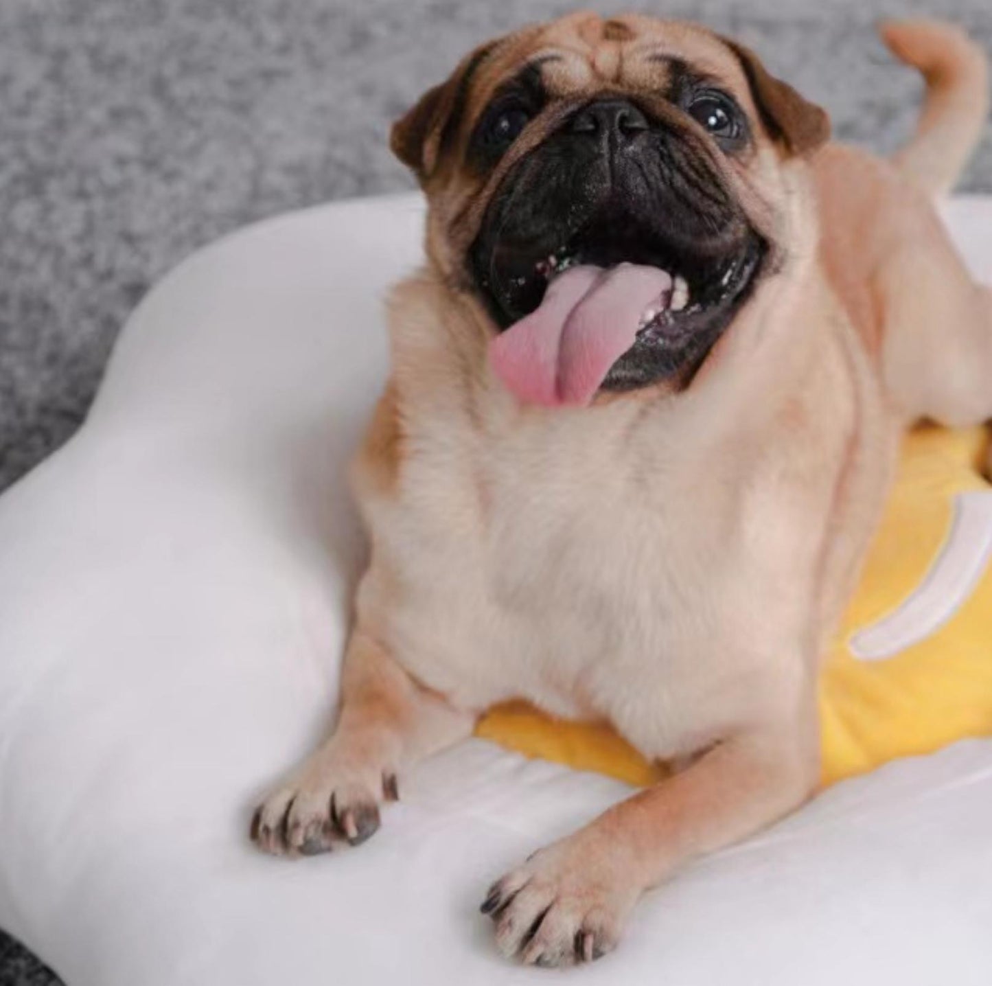 Purlab Fried Egg Cat Bed Dog Bed - {{product.type}} - PawPawUp