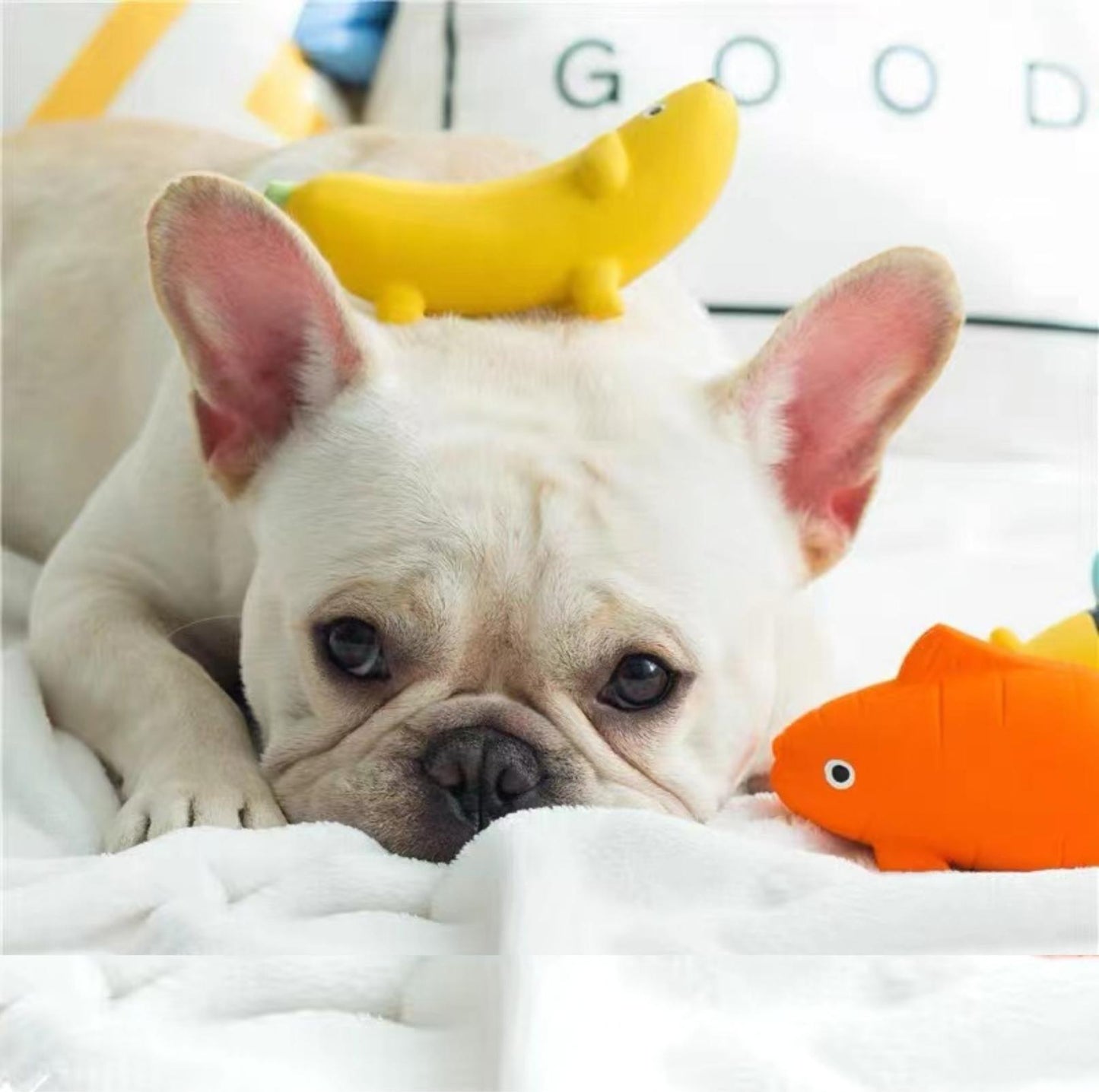 Q-Monster Latex Dog Toy Chewing and Sounding- Cute Fruity Animal Series - {{product.type}} - PawPawUp