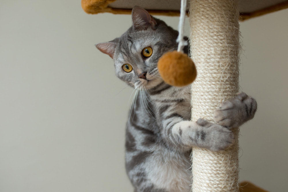 Cat tree by a sunny window with platforms for tree by a sunny window with platforms for climbing and perching in a cat-friendly home