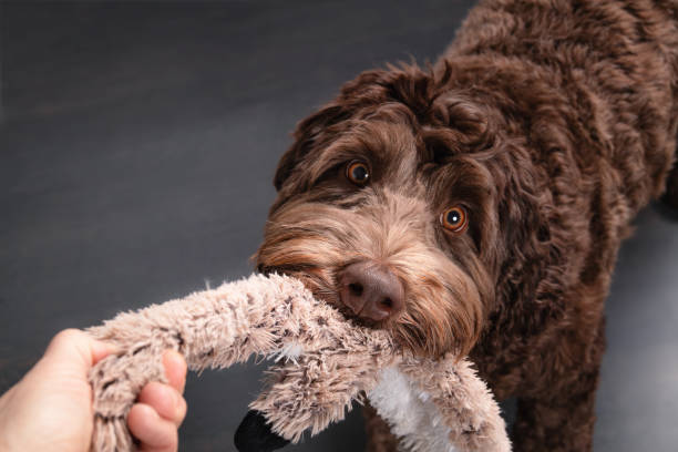 Natural rubber dog toy for safe chewing