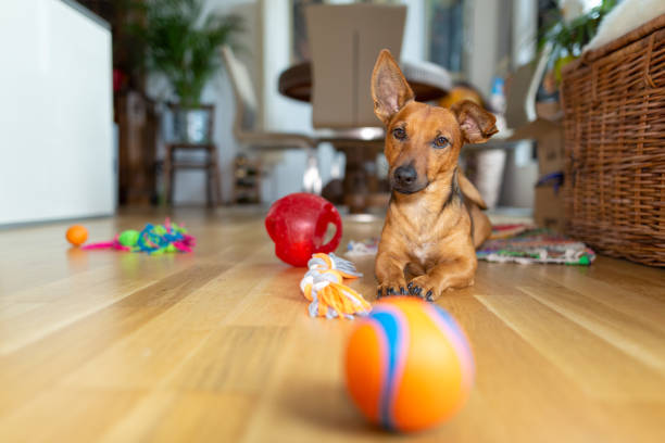 Durable rubber dog toy with textured surface for extended play