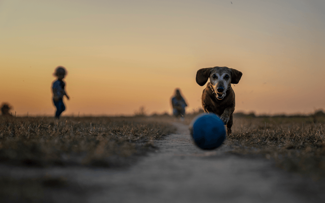 Recommended Dog Toys for Your Pet Dog