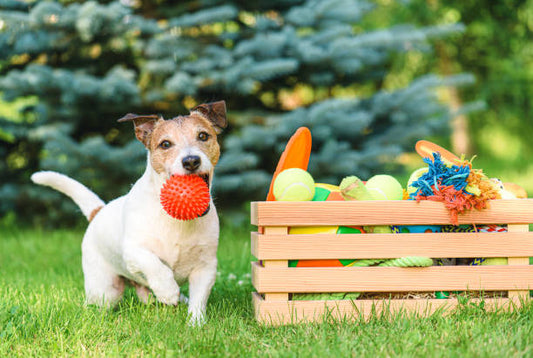 Why Quality Trumps Quantity When It Comes to Playing with Your Dog