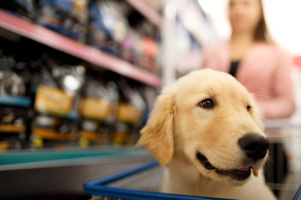 The 4 Most Common Pet Health Issues and How to Prevent Them with Products from Your Pet Store