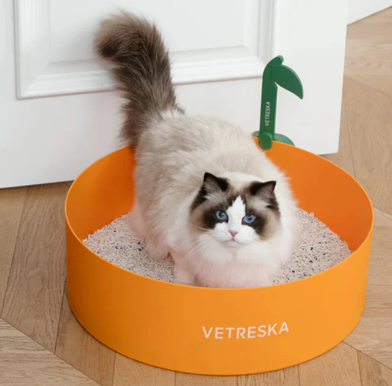 Why Your Cat Suddenly Stops Using the Cat Litter Box