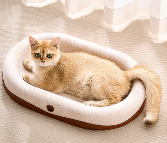 Why Your Cat Still Sleeps on the Floor Even With a Fancy Bed