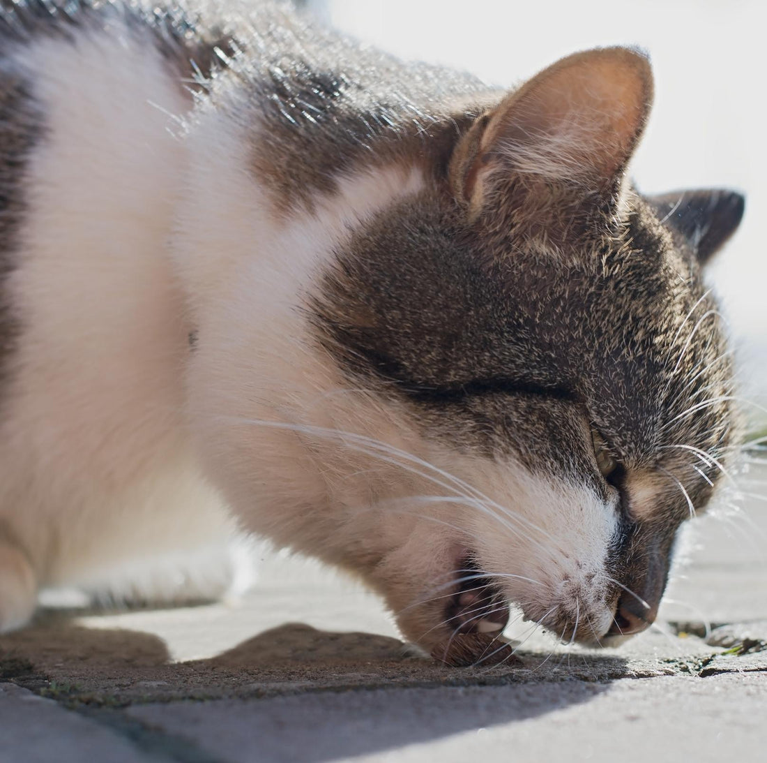 Causes Of Vomiting In Cats - PawPawUp