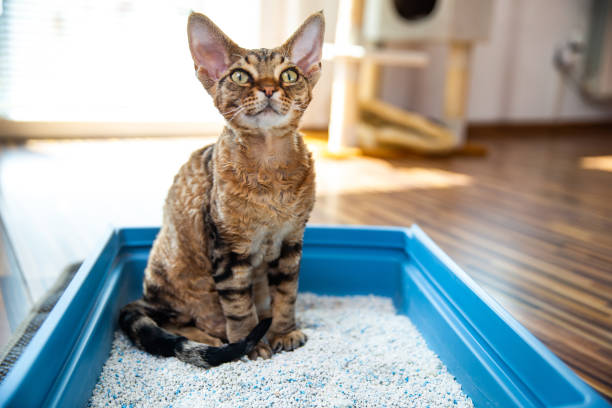 Cat sitting inside an open blue cat litter box in a quiet indoor room