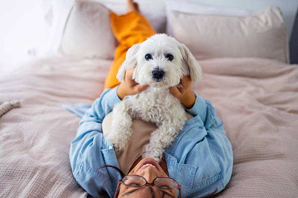 Small white dog relaxing with owner on bed at home