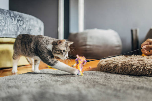 Tabby cat chasing a feather wand toy during indoor play