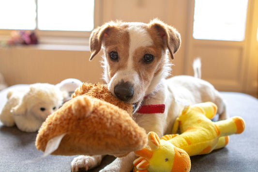 Discover the widest selection of dog toys at PawPawUp