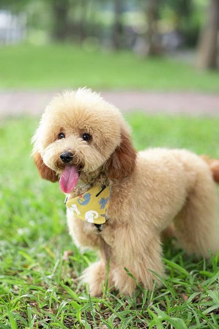 Exploring Pawpaw Up - Your Premier Pet Store Experience