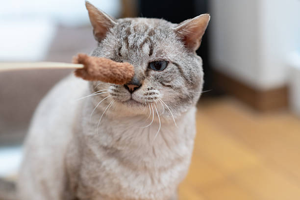 Fluffy cat gently swatting at a hanging toy.