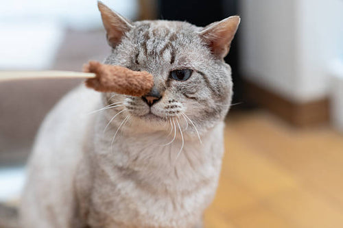Fluffy cat gently swatting at a hanging toy.