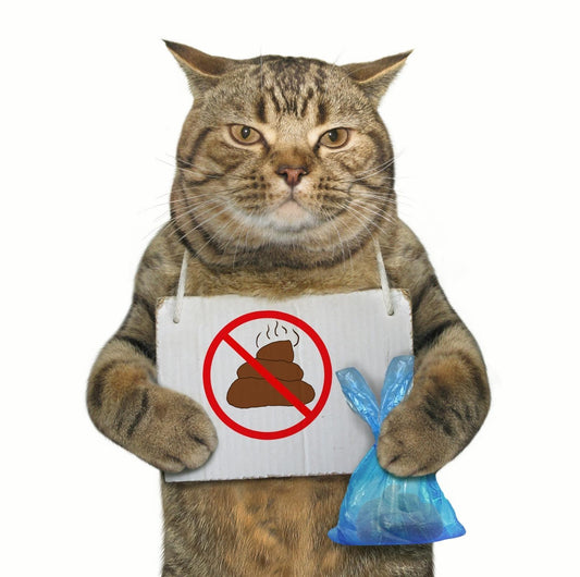 Importance Of Keeping Your Cat's Living Environment Cleaned - PawPawUp