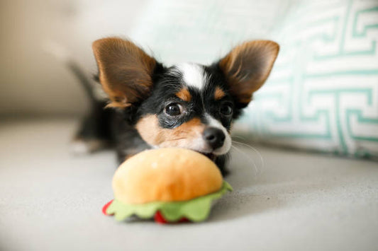 A small dog holds and bites a squeaky toy shaped like a burger, showing focused play and immediate feedback during indoor playtime.