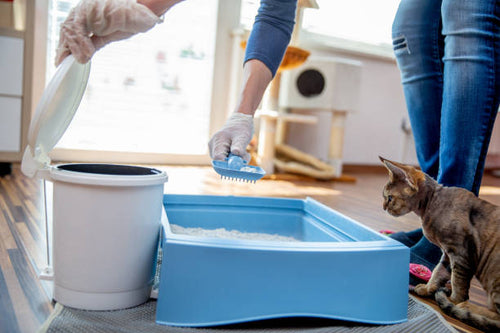cat using a self-cleaning litter box