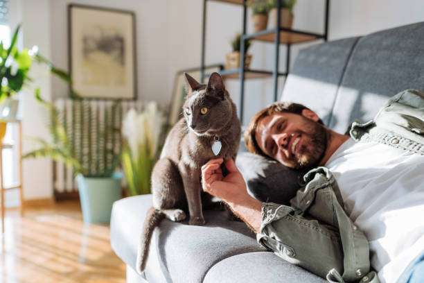 Indoor cat relaxing with owner at home for companionship and enrichment