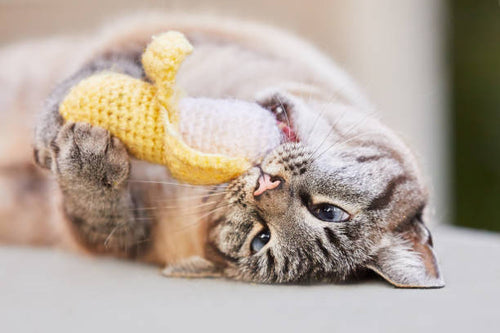 Grey tabby cat playing with a yellow plush squeaky toy while lying indoors