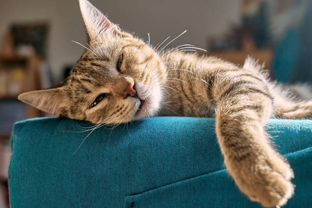 Relaxed cat resting comfortably at home with products from PawPawUp pet store