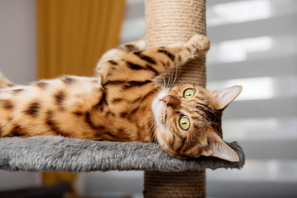 Black and white cat using a sisal scratching post