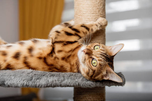 Black and white cat using a sisal scratching post