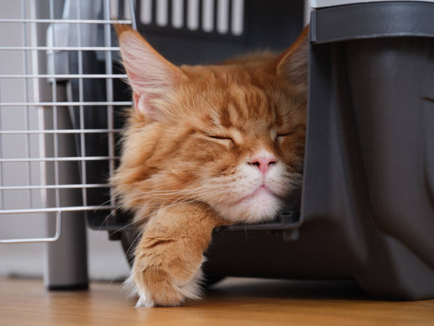 Orange cat relaxing inside a hard cat carrier before a vet visit